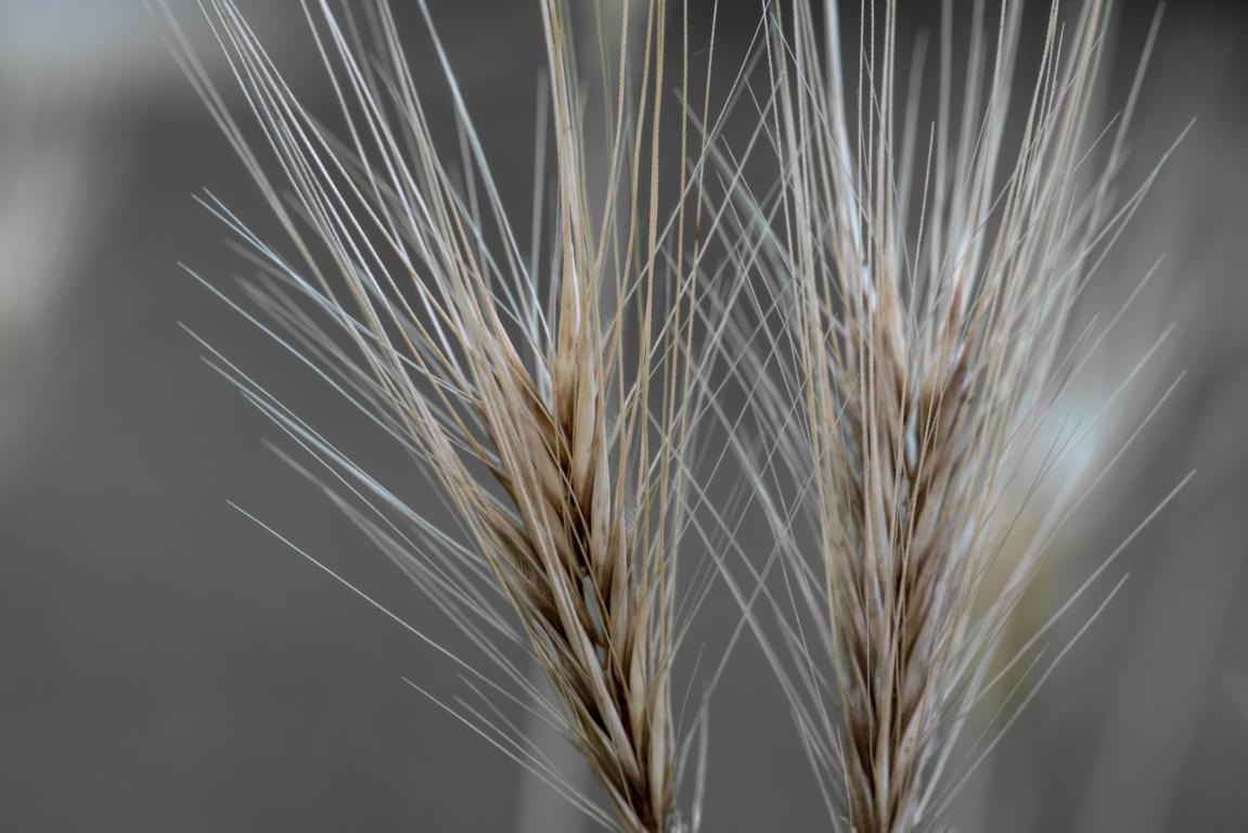 K1024_DSC03122-1