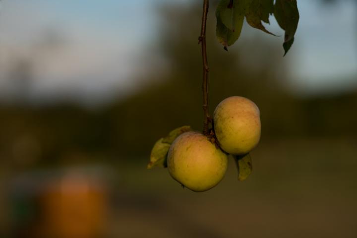 K640_20200906-DSC04208