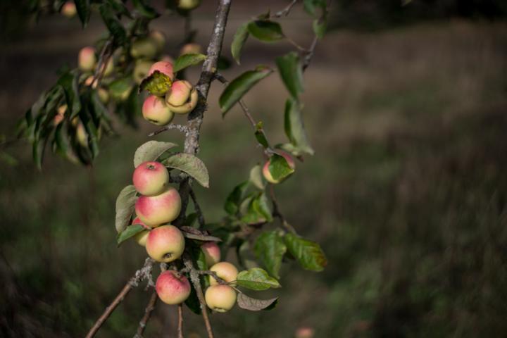 K640_20200906-DSC07888